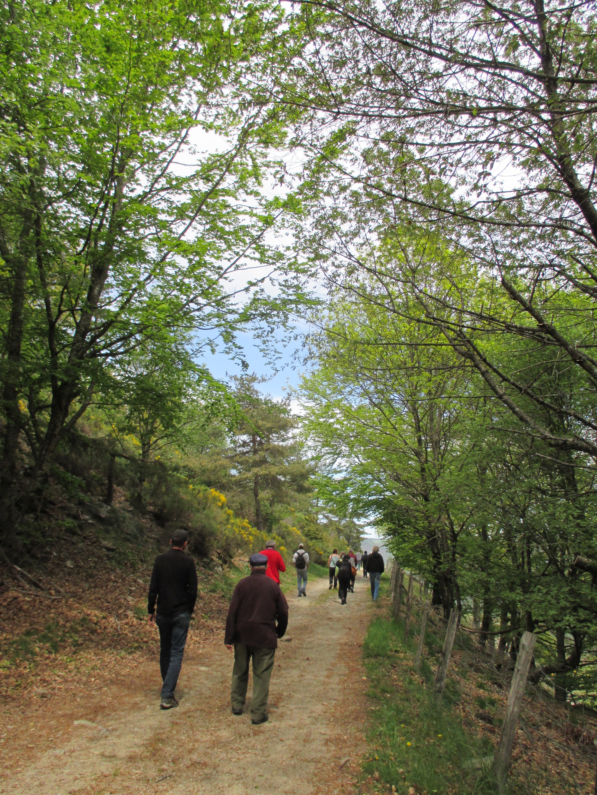 image Les arbres mellifères, produire du bois et du miel en Cévennes